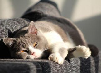 Los gatos y su gran amigo el sol