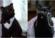 Los gatos famosos de Hollywood