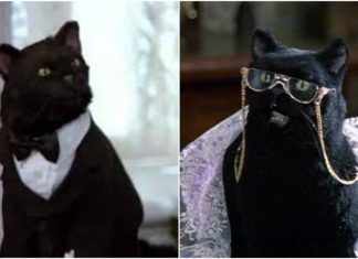 Los gatos famosos de Hollywood