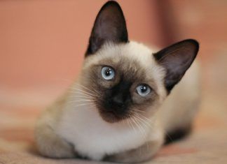 Gatos siameses: todo lo que siempre quisiste saber