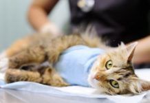 Esterilizar al gato, consejos y beneficios