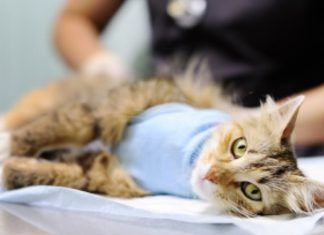 Esterilizar al gato, consejos y beneficios