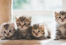 Cuidados de gatitos pequeños
