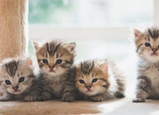 Cuidados de gatitos pequeños