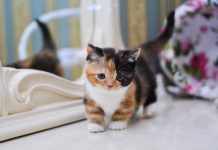 🐾 Gatos de interior vs. gatos de exterior: Pros y contras que todo humano gatuno debe conocer