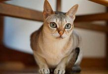 3 razas de gatos pequeños