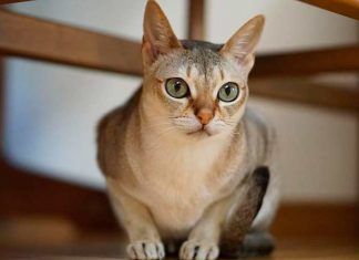 3 razas de gatos pequeños