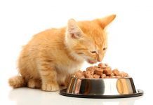 Mitos y verdades sobre alimentos para gatos