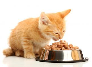 Mitos y verdades sobre alimentos para gatos