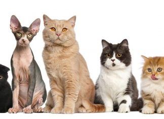 Consejos para elegir razas de gatos
