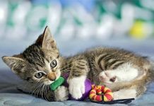 Juguetes para gatos, consejos para elegirlos