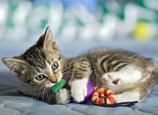 Juguetes para gatos, consejos para elegirlos