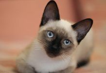 El gato siamés, curiosidades de la raza