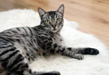 ¿Cómo cuidar a tu gato tras la castración? como cuidar a gato tras castracion