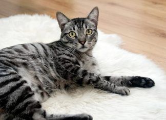 ¿Cómo cuidar a tu gato tras la castración? como cuidar a gato tras castracion