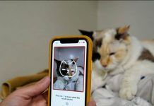 App para interpretar emociones en gatos