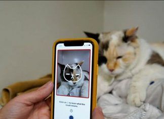 App para interpretar emociones en gatos