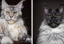 Maine Coon, una raza de gatos curiosa ¡Conócelos! Maine Coon, una raza de gatos curiosa ¡Conócelos!