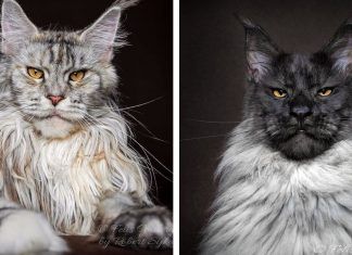 Maine Coon, una raza de gatos curiosa ¡Conócelos! Maine Coon, una raza de gatos curiosa ¡Conócelos!