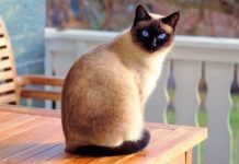 Cuidados del gato siamés
