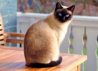 Cuidados del gato siamés