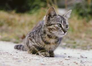 ¿Cómo elegir nuestra arena para gatos? Arena para gatos