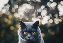 British Shorthair, una raza tranquila y amable