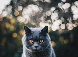 British Shorthair, una raza tranquila y amable