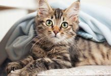 Cosas que odian los gatos Cosas que odian los gatos