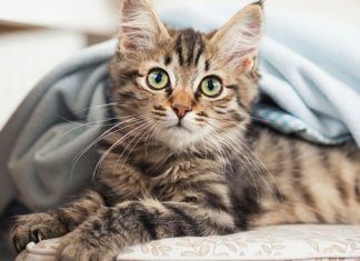 Cosas que odian los gatos Cosas que odian los gatos