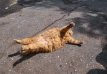 Las razas de gatos gordos Las razas de gatos gordos