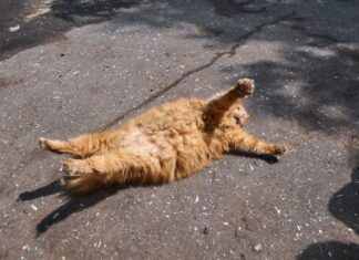 Las razas de gatos gordos Las razas de gatos gordos