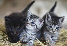 ¿Cómo te llevas con tu gato?