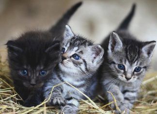 ¿Cómo te llevas con tu gato?