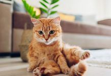 Las muchas virtudes de los gatos