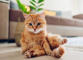 Las muchas virtudes de los gatos