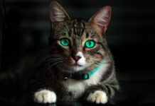 Enfermedades típicas en gatos