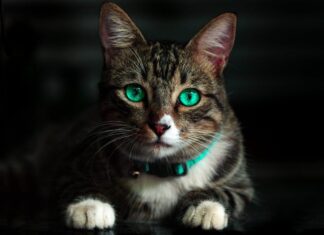 Enfermedades típicas en gatos