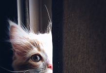 Los sentidos de los gatos