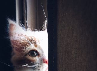 Los sentidos de los gatos