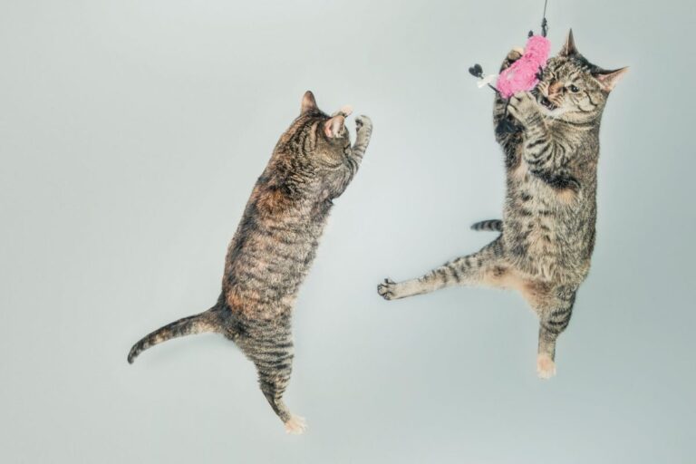 Lo que más adoran los gatos