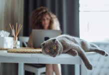 Fold escocés, un gato musculoso y curioso