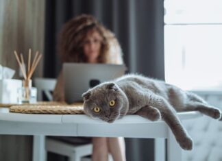 Fold escocés, un gato musculoso y curioso