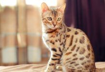 El gato bengala, rasgos