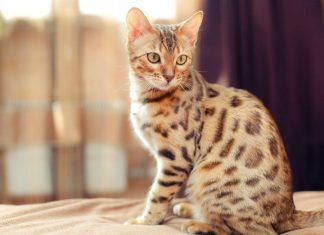 El gato bengala, rasgos