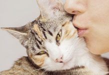 Comportamientos felinos más habituales