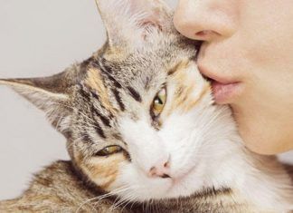 Comportamientos felinos más habituales