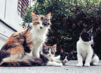 Consejos para cuidar un gatito chiquito