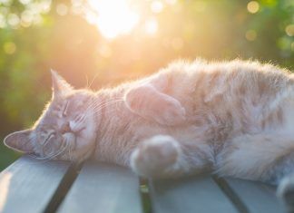Cómo evitar un golpe de calor en gatos
