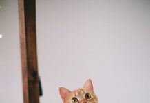 Como adiestrar a tu gato